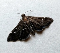 Diathrausta harlequinalis