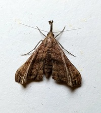 Palthis asopialis