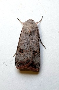 Anicla infecta