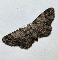 Glenoides texanaria