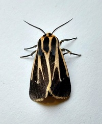 Apantesis phalerata