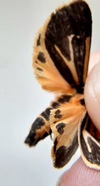 Apantesis phalerata