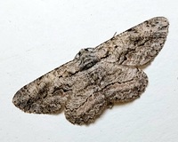 Anavitrinella pampinaria