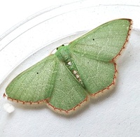 Nemoria lixaria