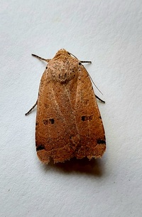 Noctua pronuba