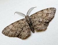 Glenoides texanaria