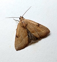 Galgula partita
