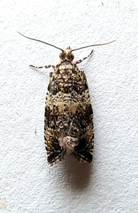 Celypha cespitana of authors