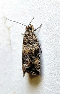 Celypha cespitana of authors