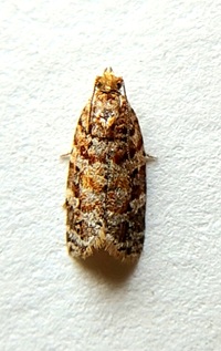 Argyrotaenia tabulana
