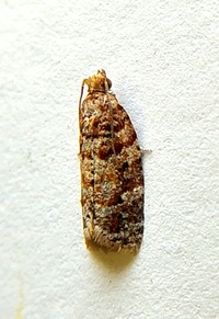 Argyrotaenia tabulana