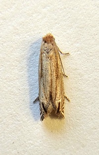 Pelochrista cataclystiana