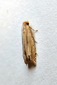 Pelochrista cataclystiana