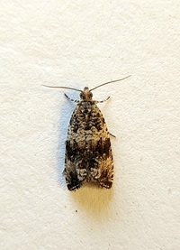 Celypha cespitana of authors