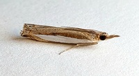 Crambus leachellus