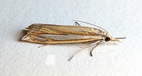 Crambus satrapellus
