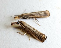 Agriphila vulgivagellus