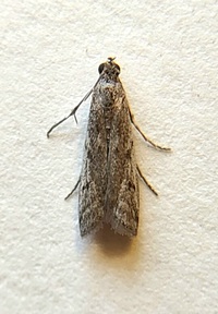 Phycitodes mucidella