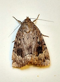 Amphipyra pyramidoides