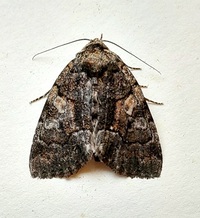 Chytonix sensilis
