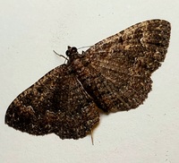 Disclisioprocta stellata