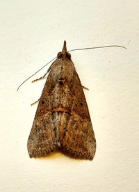 Hypena scabra