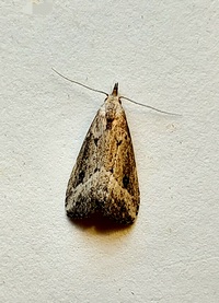 Hypenopsis calusa