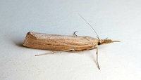 Thaumatopsis edonis