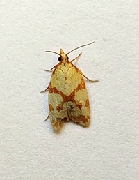 Sparganothis sulfureana