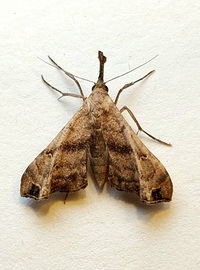 Palthis asopialis