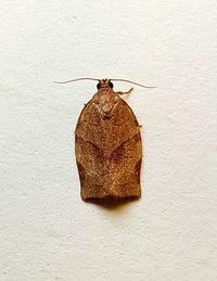 Choristoneura rosaceana