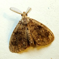 Orgyia definita