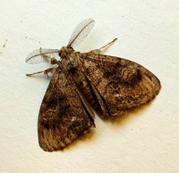Orgyia definita