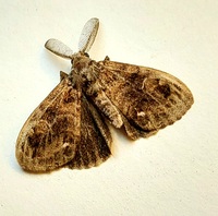 Orgyia definita