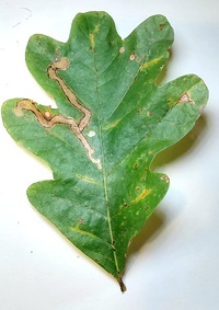 Cameraria tubiferella