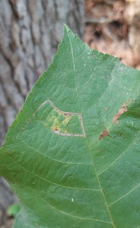 Stigmella caryaefoliella