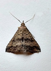 Tetanolita floridana