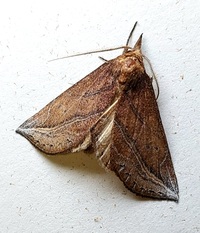 Phyprosopus callitrichoides