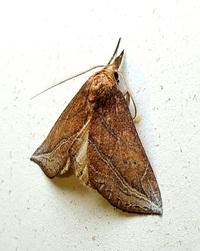 Phyprosopus callitrichoides