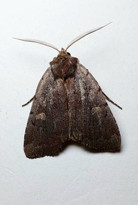 Xestia dilucida