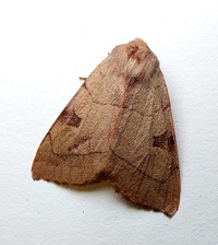 Choephora fungorum