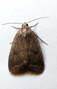 Athetis tarda