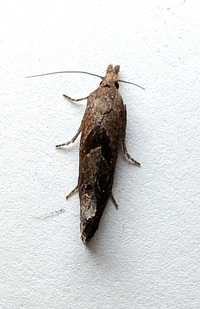 Pelochrista similiana