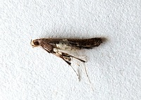 Caloptilia unidentified species
