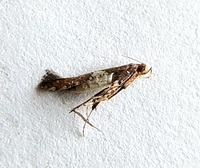 Caloptilia unidentified species