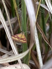 Pyrausta laticlavia