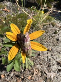 Schinia sanguinea
