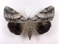 Catocala vidua