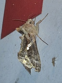 Trichoplusia ni