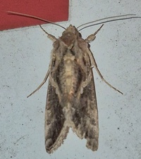 Trichoplusia ni